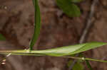 Variable panicgrass